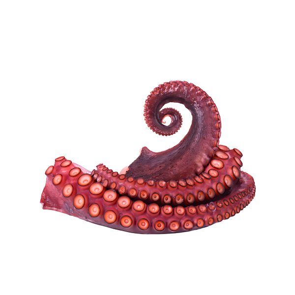 Tentáculos de Pulpo - Imagen 2